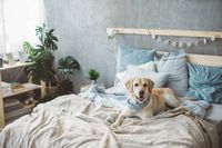 ъглови дивани - 40278 варианти