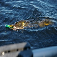 макари за риболов - 54921 селекции