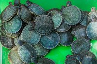 екскурзия Етиопия - 87989 възможности