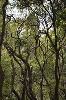 екскурзия Етиопия - 36872 типа