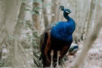 екскурзия Колумбия - 58179 типа