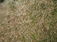 капиляри - 97590 клиенти