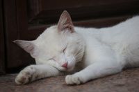 подови отопления - 83271 оферти