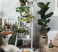 растениевъдства - 32578 варианти