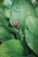 растениевъдства - 1538 цени