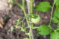 Земеделски новини - 41638 постижения