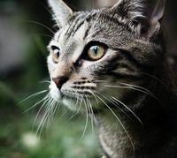 животновъдства - 9355 типа