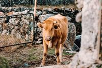 животновъдства - 97562 постижения