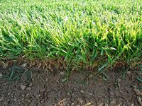 чимове - 95768 вида