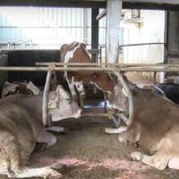 етерично маслени култури - 22342 разновидности етерично маслени култури - 13437 разновидности