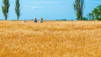 зеленчукопроизводство - 79152 промоции зеленчукопроизводство - 69189 промоции