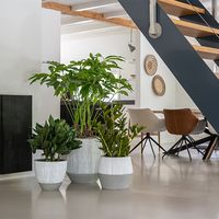 кашпи - 9065 постижения