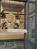 храна за папагали - 47578 комбинации
