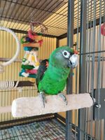 Хранилки за папагали - 41088 цени | Parrots Paradise Хранилки за папагали - 10721 цени