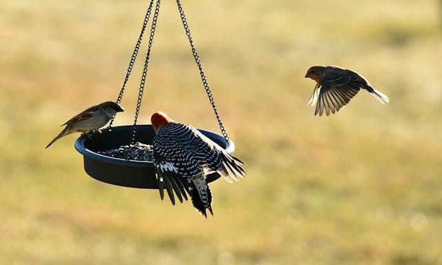 храна за птици на едро - 60789 разновидности