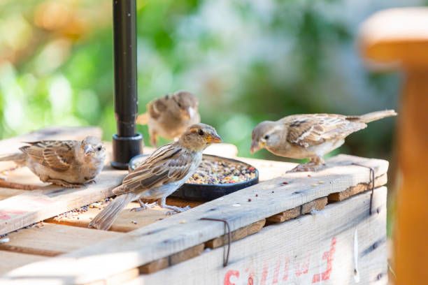 храна за птици на едро - 18035 варианти