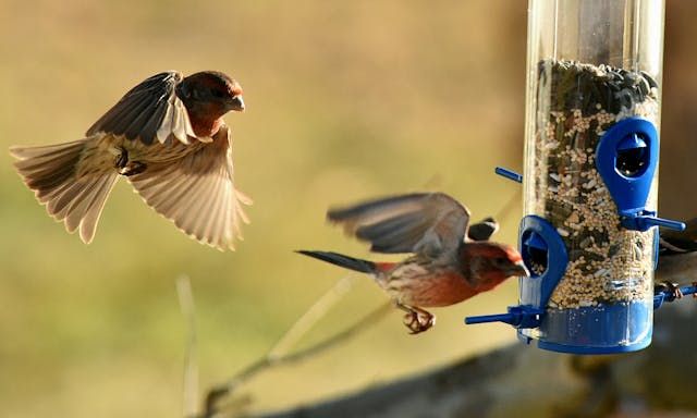 Семена за папагали - 97719 цени | hagen-hari-bulgaria.com Семена за папагали - 79254 цени