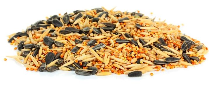 Семена за папагали - 78663 вида Семена за папагали - 59602 вида