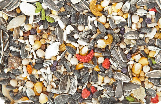 Семена за папагали - 33309 награди Семена за папагали - 24222 награди