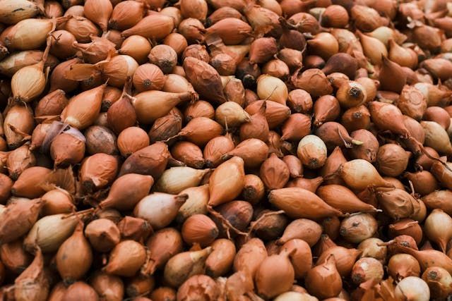 зеленчукова борса - 4604 варианти | agrovest.bg зеленчукова борса - 94744 варианти