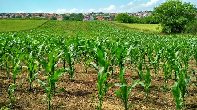 БАБХ - 63048 предложения | agrovest.bg БАБХ - 51153 предложения