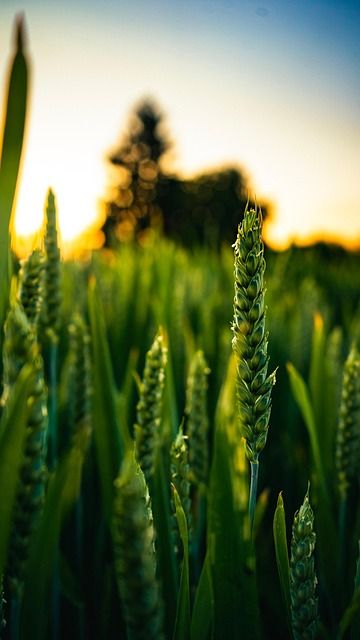 МЗХ - 70175 награди МЗХ - 94690 награди