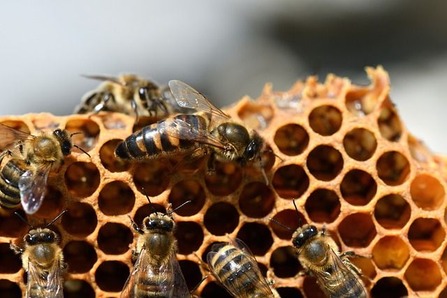 пчеларство - 96396 бестселъри